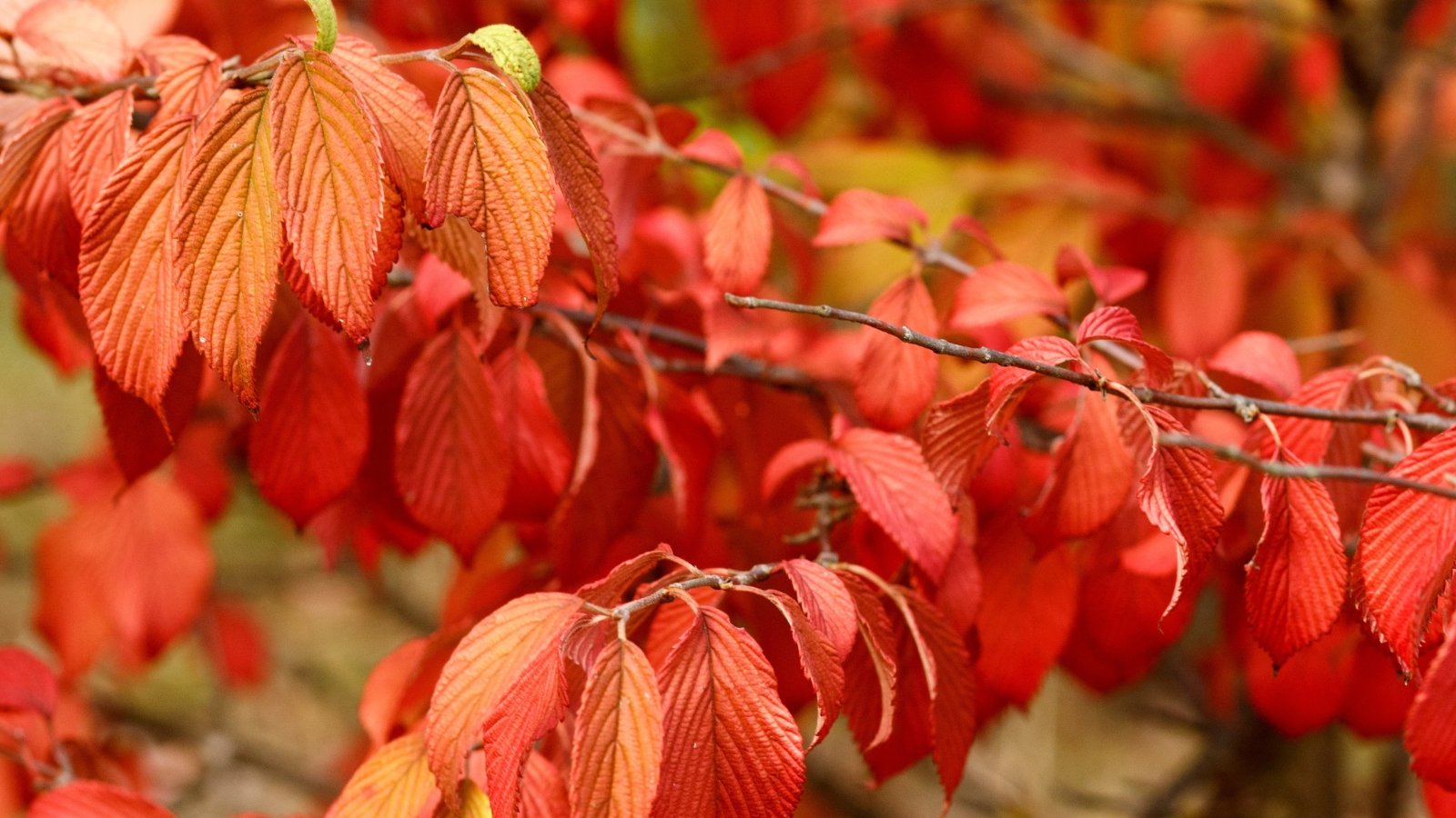 Branches with oval-shaped leaves with slightly serrated edges transition from bright orange to deep red, creating a rich, textured autumn display.