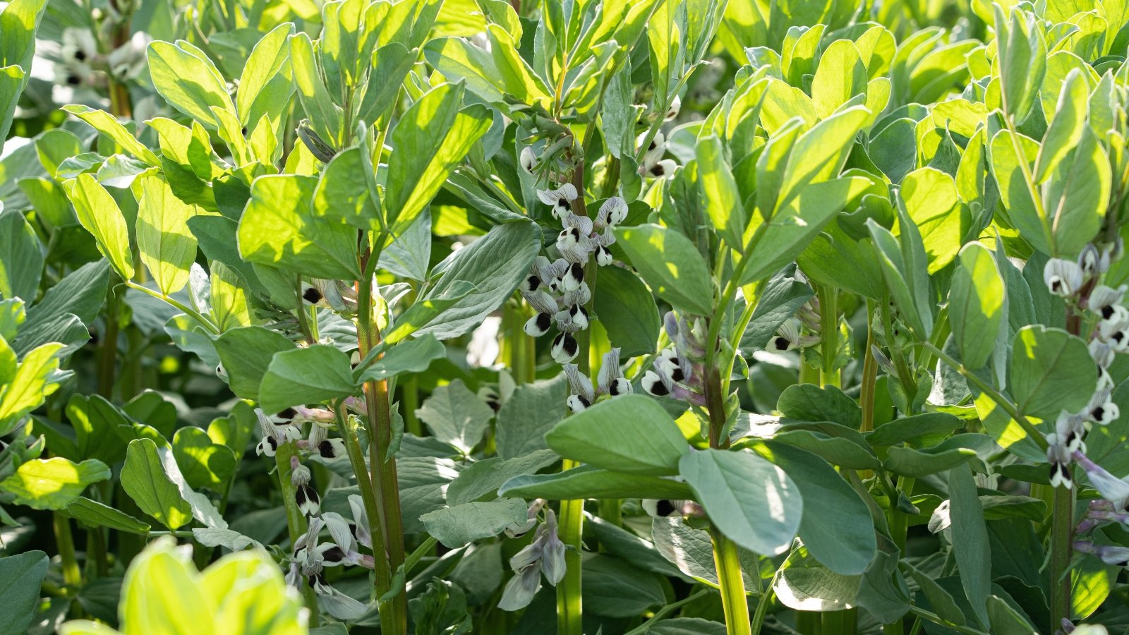 Upright green plants with sturdy square stems, broad oval leaves with smooth edges, and clusters of white flowers marked with dark purple-black spots blooming along the leaf axils.