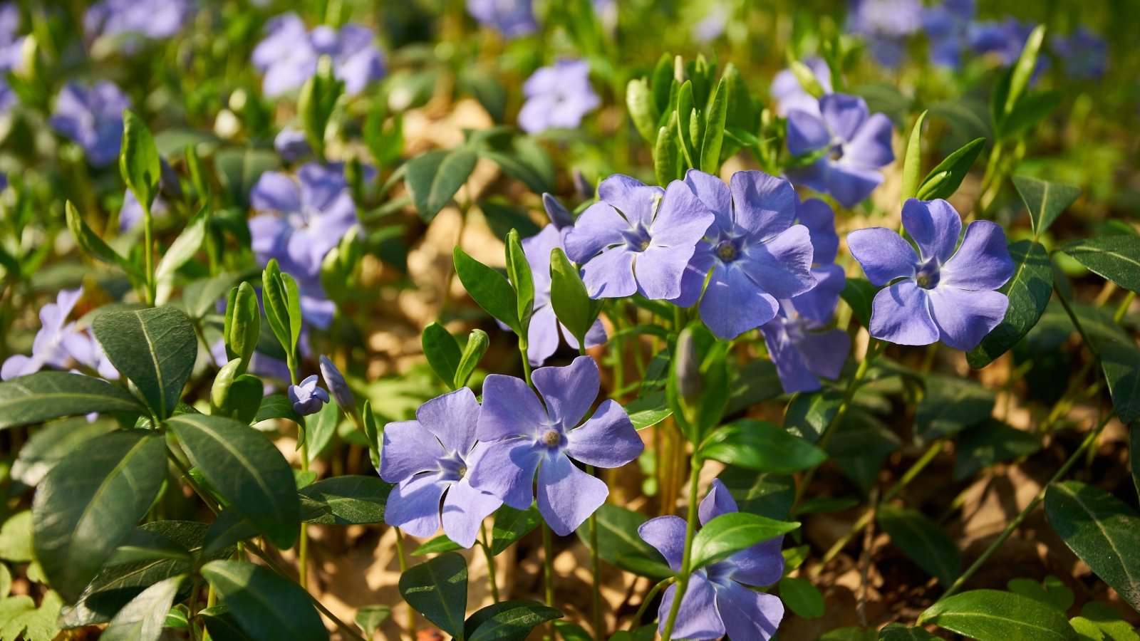 Trailing stems weave through dense, glossy green leaves while vibrant purple, five-petaled flowers bloom intermittently, creating a colorful, textured ground cover.