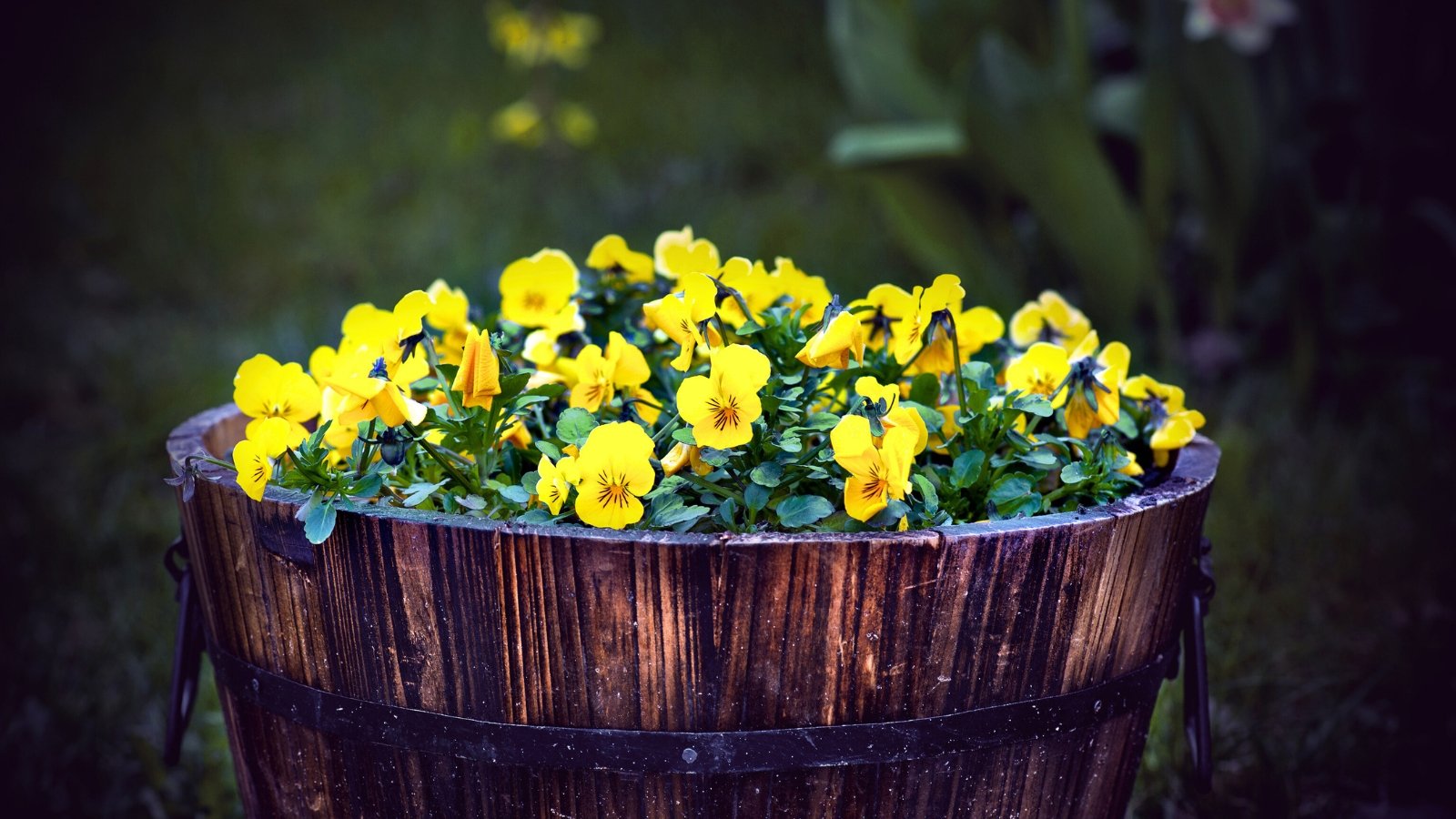 A wooden barrel planter filled with yellow flowers with broad, delicate petals and darker markings at their centers.