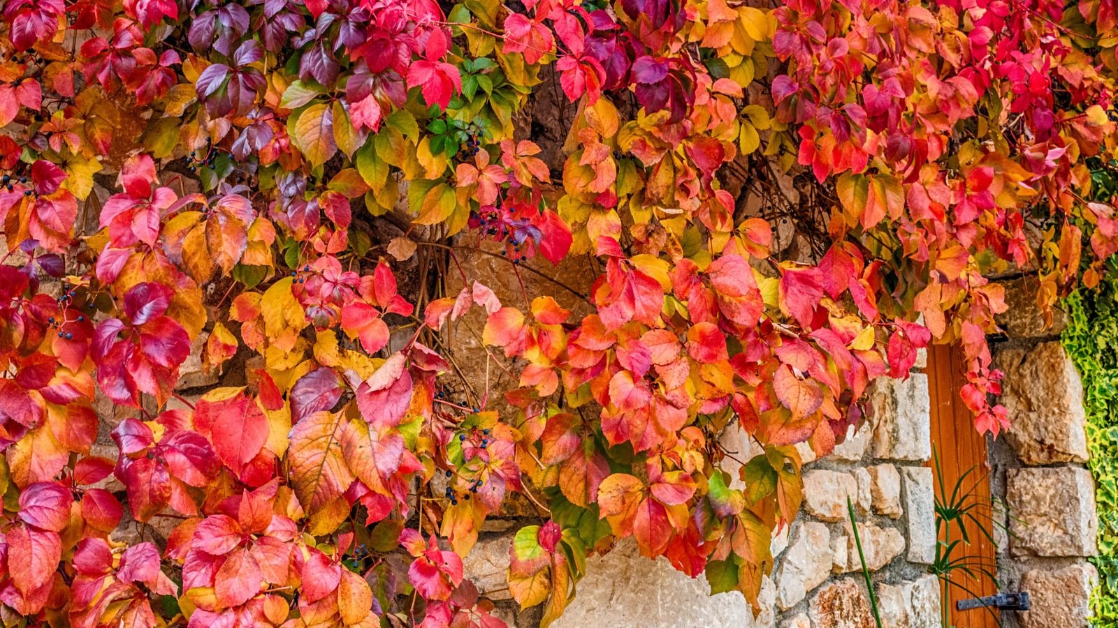 A close-up shot of a large composition of red, orange, and bronze colored leaves of the Virginia Creeper, growing along a stone wall outdoors