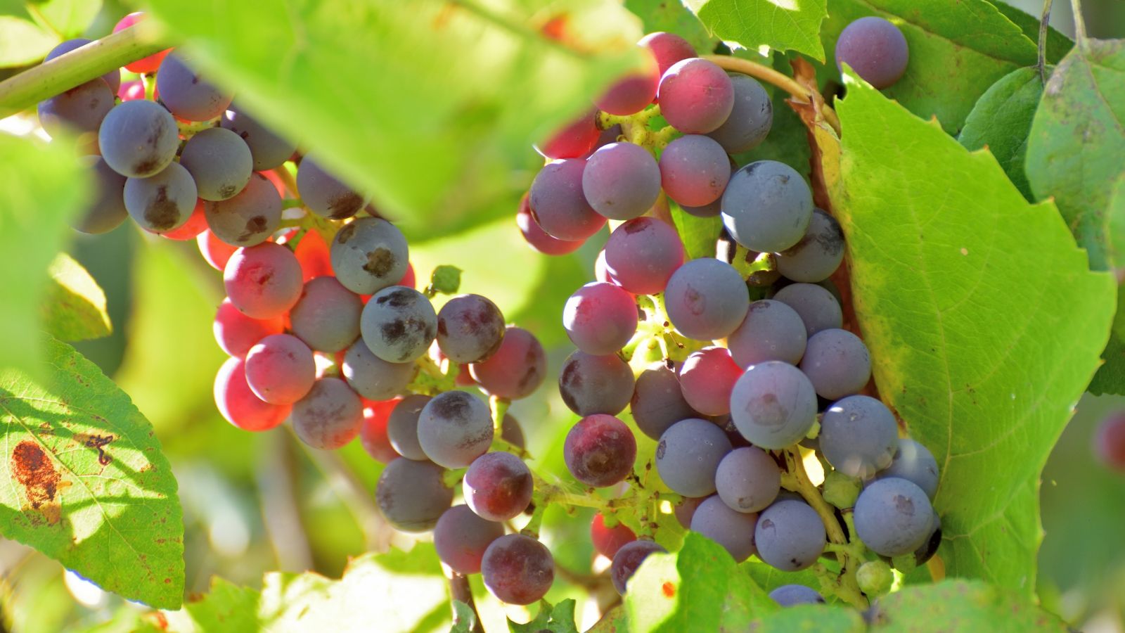 Vitis labrusca fruits growing somewhere high with serrated green leaves having abundant sunlight