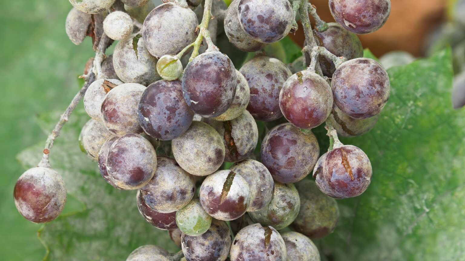 How to Plant, Grow, and Care For Concord Grapes