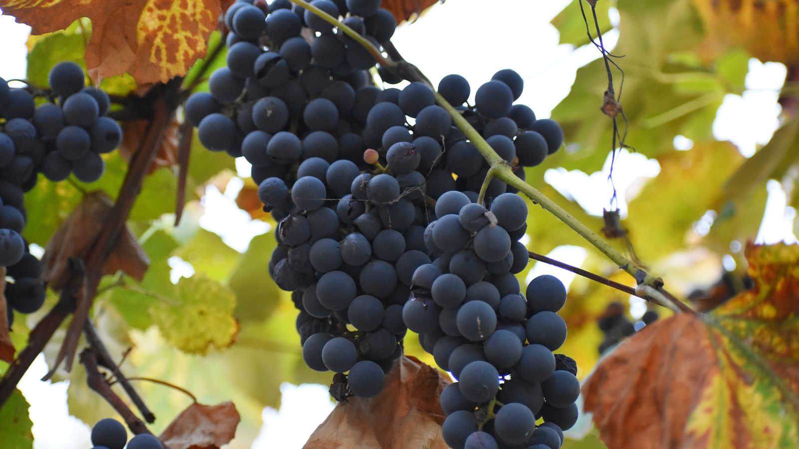 Vitis labrusca fruits appearing as bundles dangling from the plant with vines and tendrils
