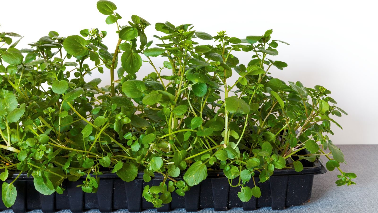 A close-up shot of a composition of green leaves and long stems of a Watercress plant, growing in a black rectangular planter indoors