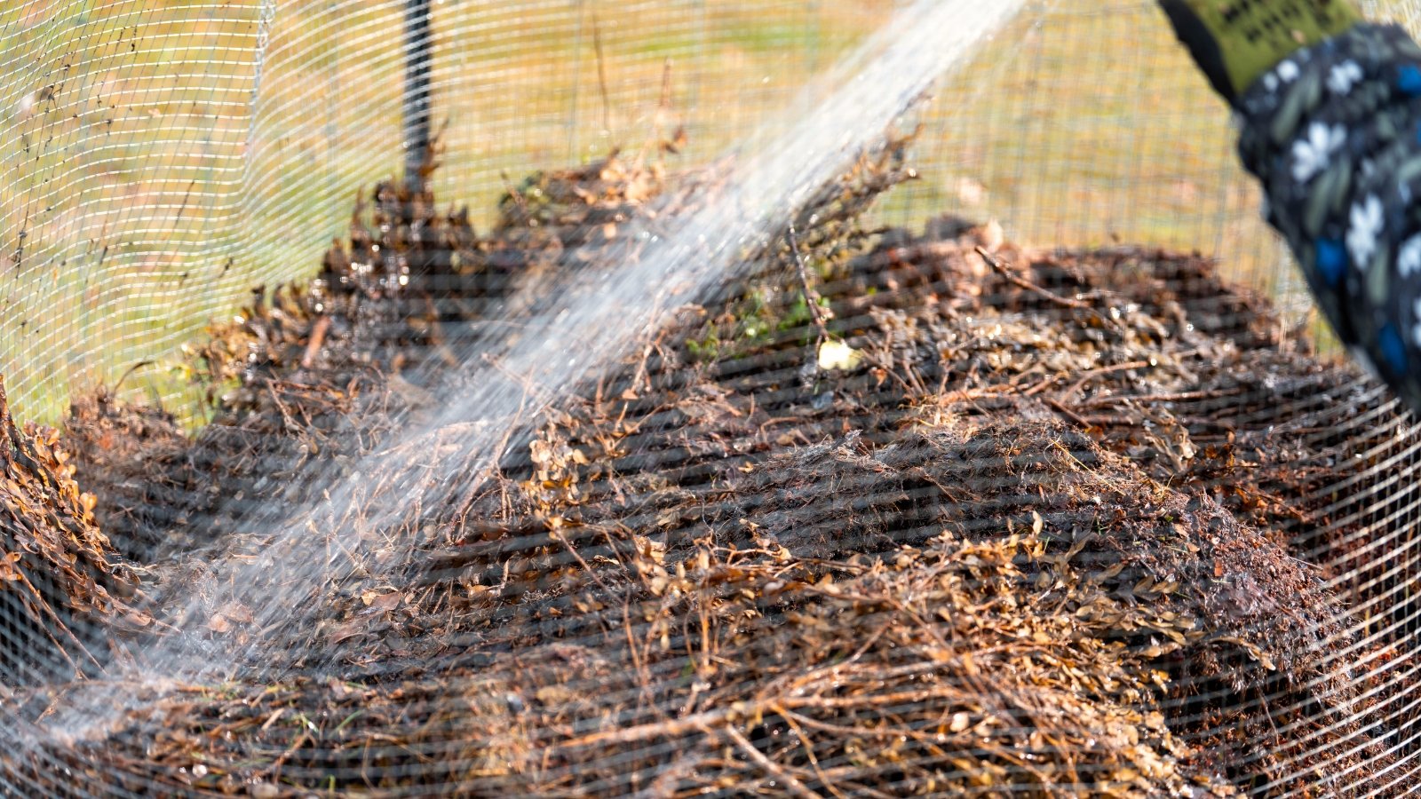 Jets of water from a hose pour onto a dark compost heap in a sunny garden.