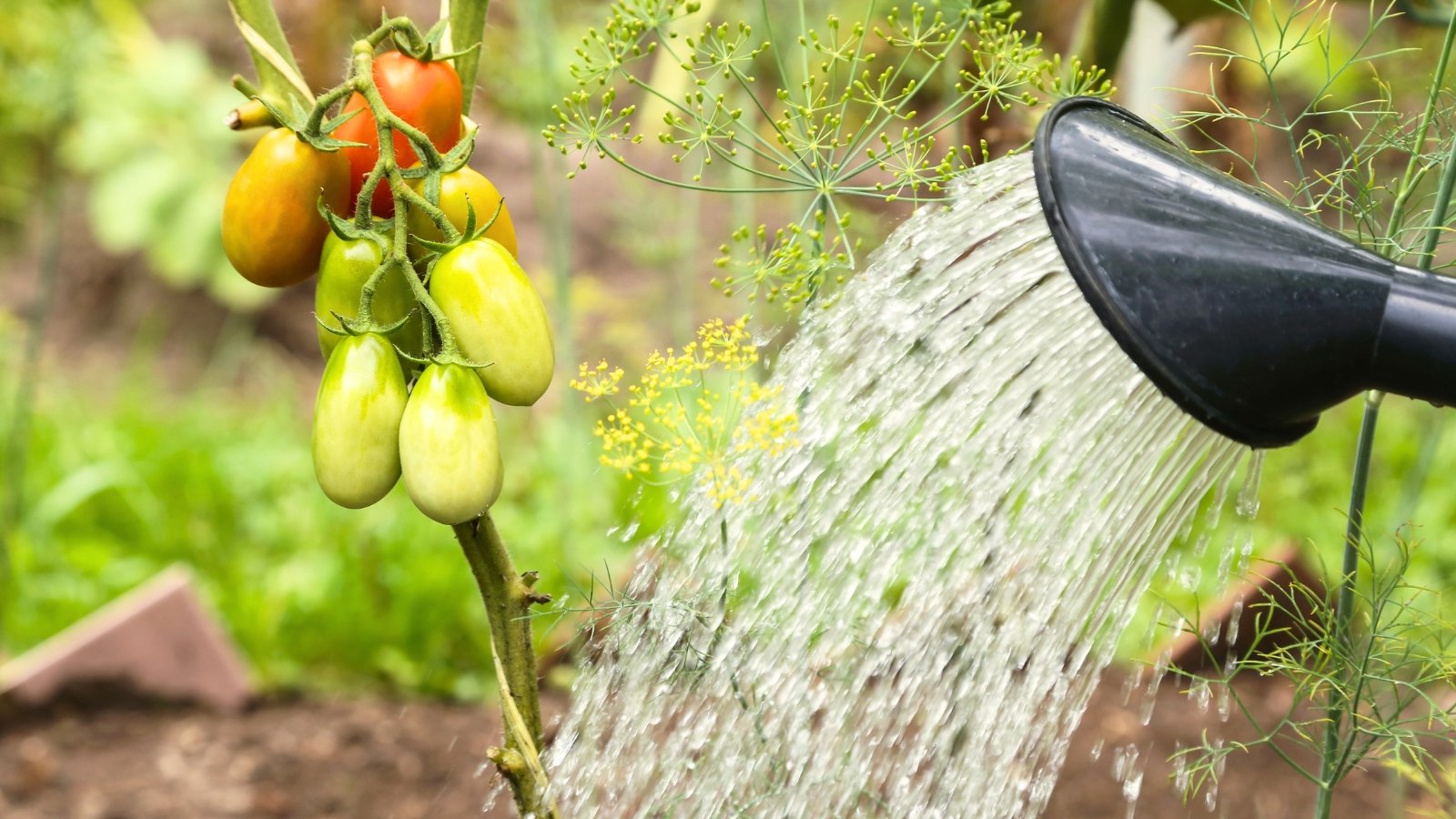 Watering green-orange ripening tomatoes from a watering can in an autumn garden.