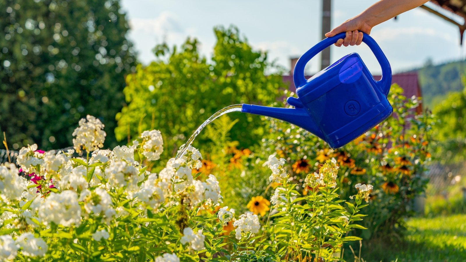 A gardener pours water from a blue watering can onto blooming white phlox surrounded by yellow-and-red Black-eyed Susans in a sunlit garden.