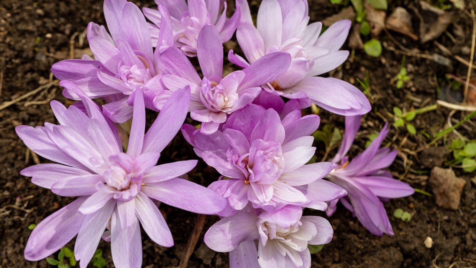 Pale lilac to white blossoms with slender petals open wide, revealing bright yellow centers above the ground.