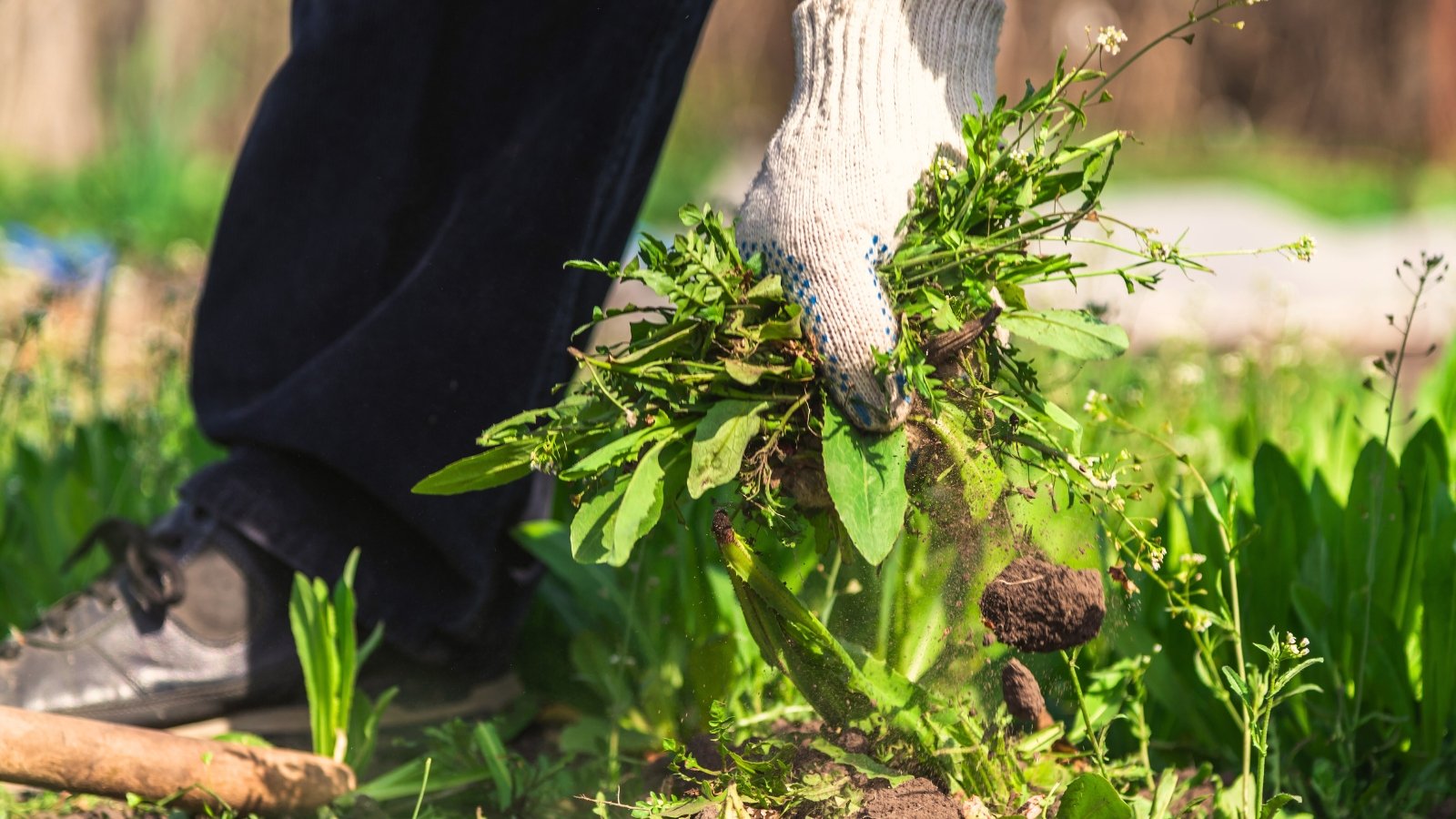 Close-up of a gardener in a white glove pulling weeds in a garden bed.