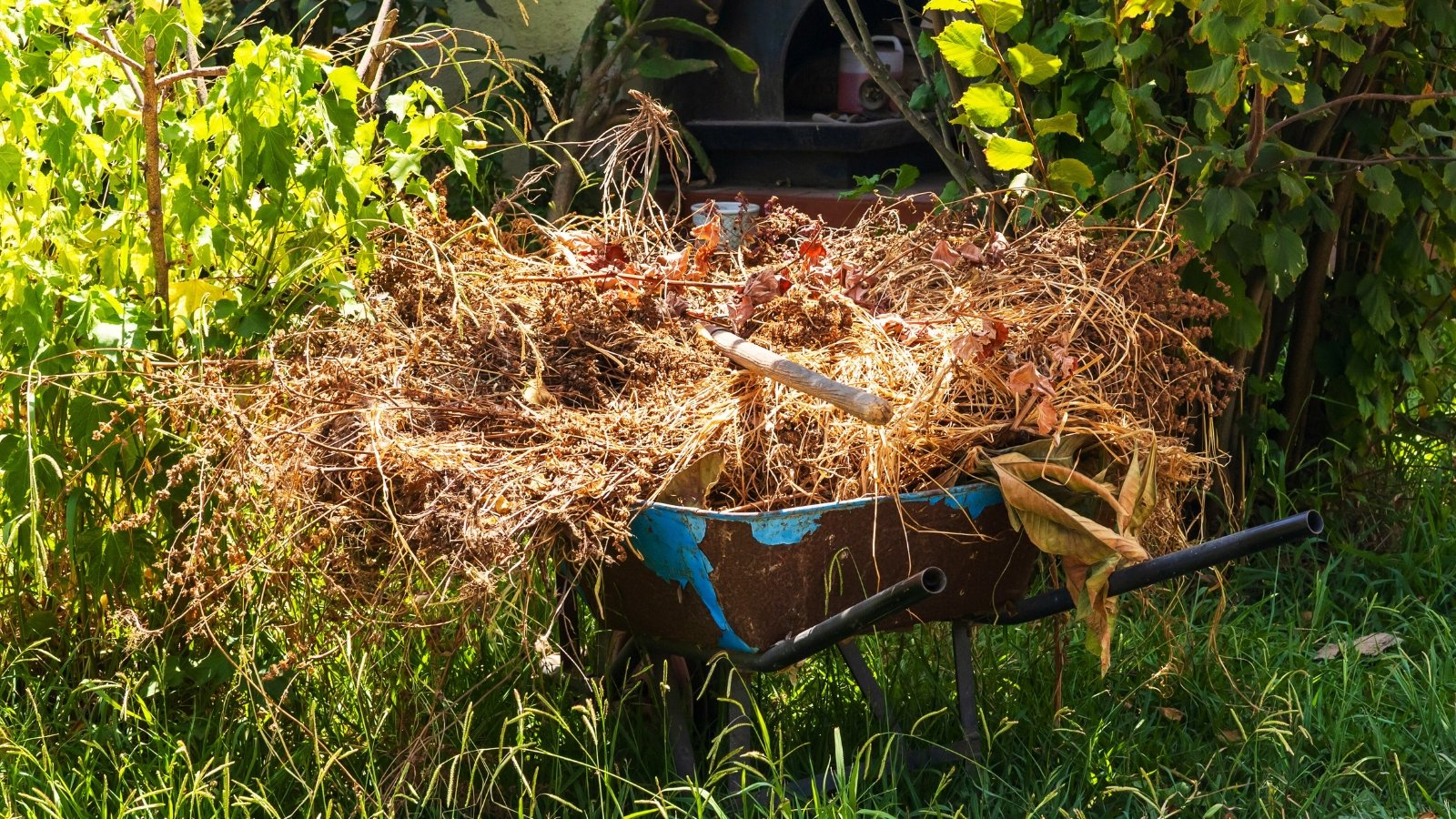 Rustic garden wheelbarrow piled with dry branches, crisp leaves, and plant debris set in an autumn garden.