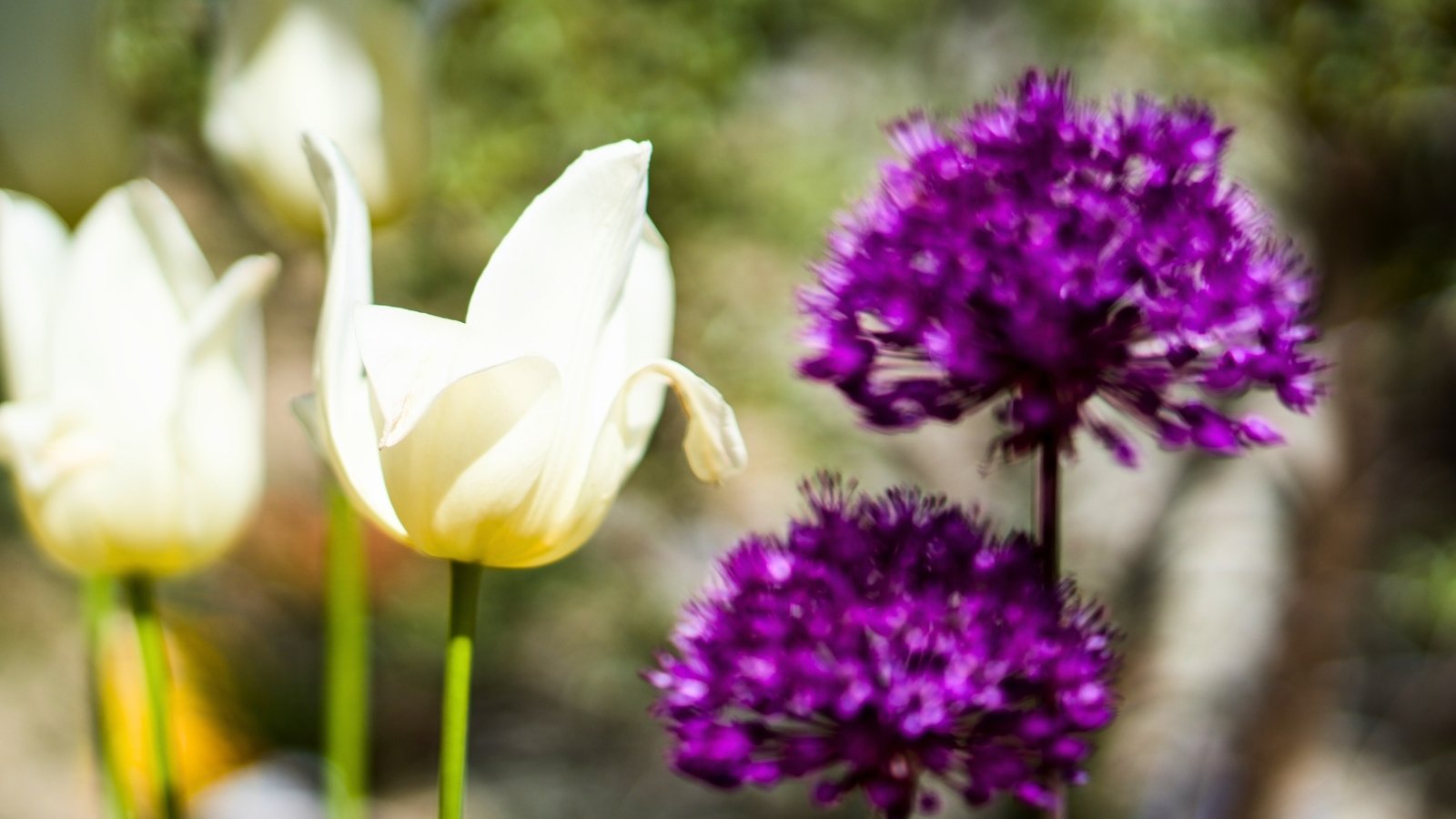 A cluster of round, deep-purple flowers with a spiky texture grows next to several white, graceful, cup-shaped blossoms with curled petals.