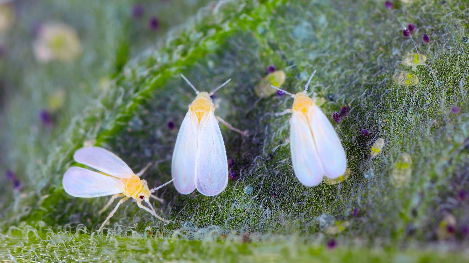 Three small, delicate white winged insects with yellowish bodies and short legs perch on a bumpy green leaf.