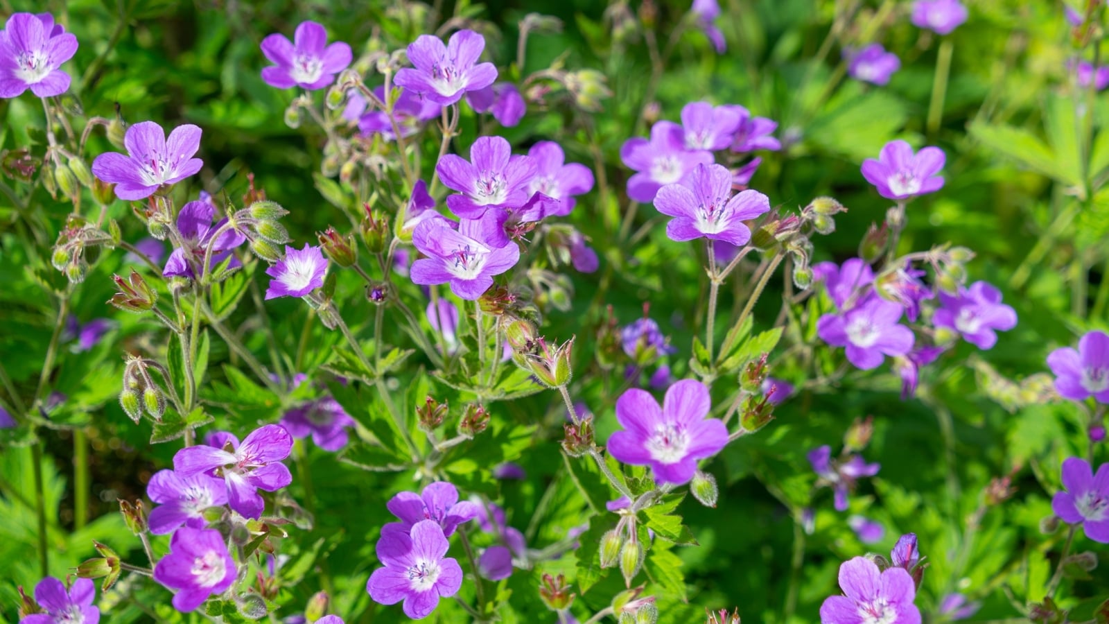 Slender stems rise from deeply lobed, bright green leaves, each topped with delicate, five-petaled pink to purple flowers.