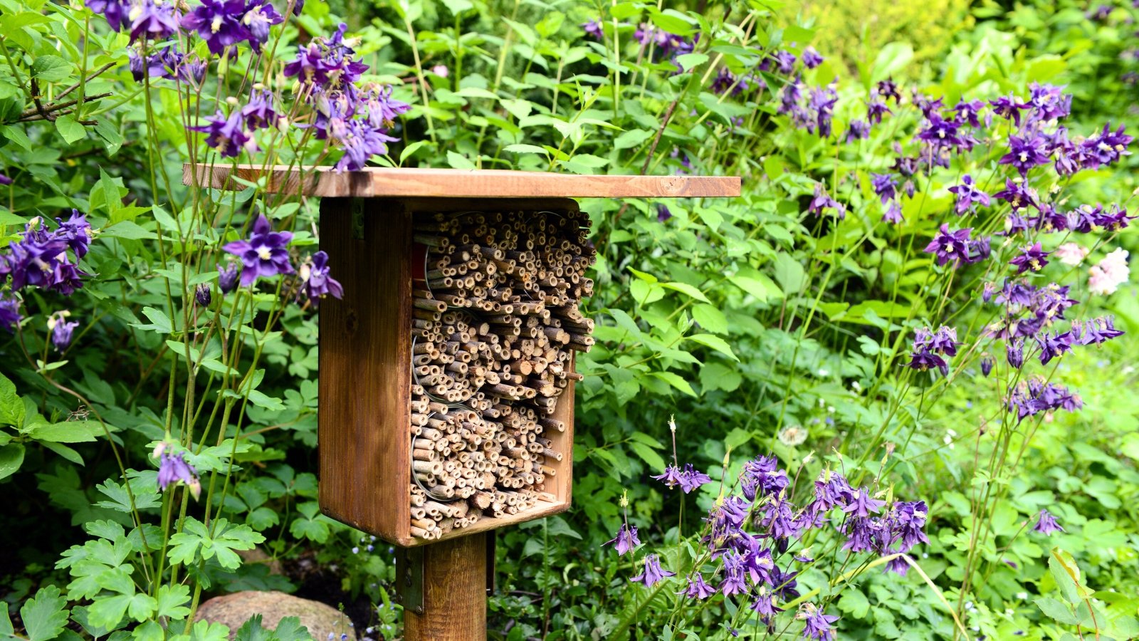 Wild bee shelter nestled among blooming purple Aquilegia flowers with hollow tubes and wooden sections for nesting.