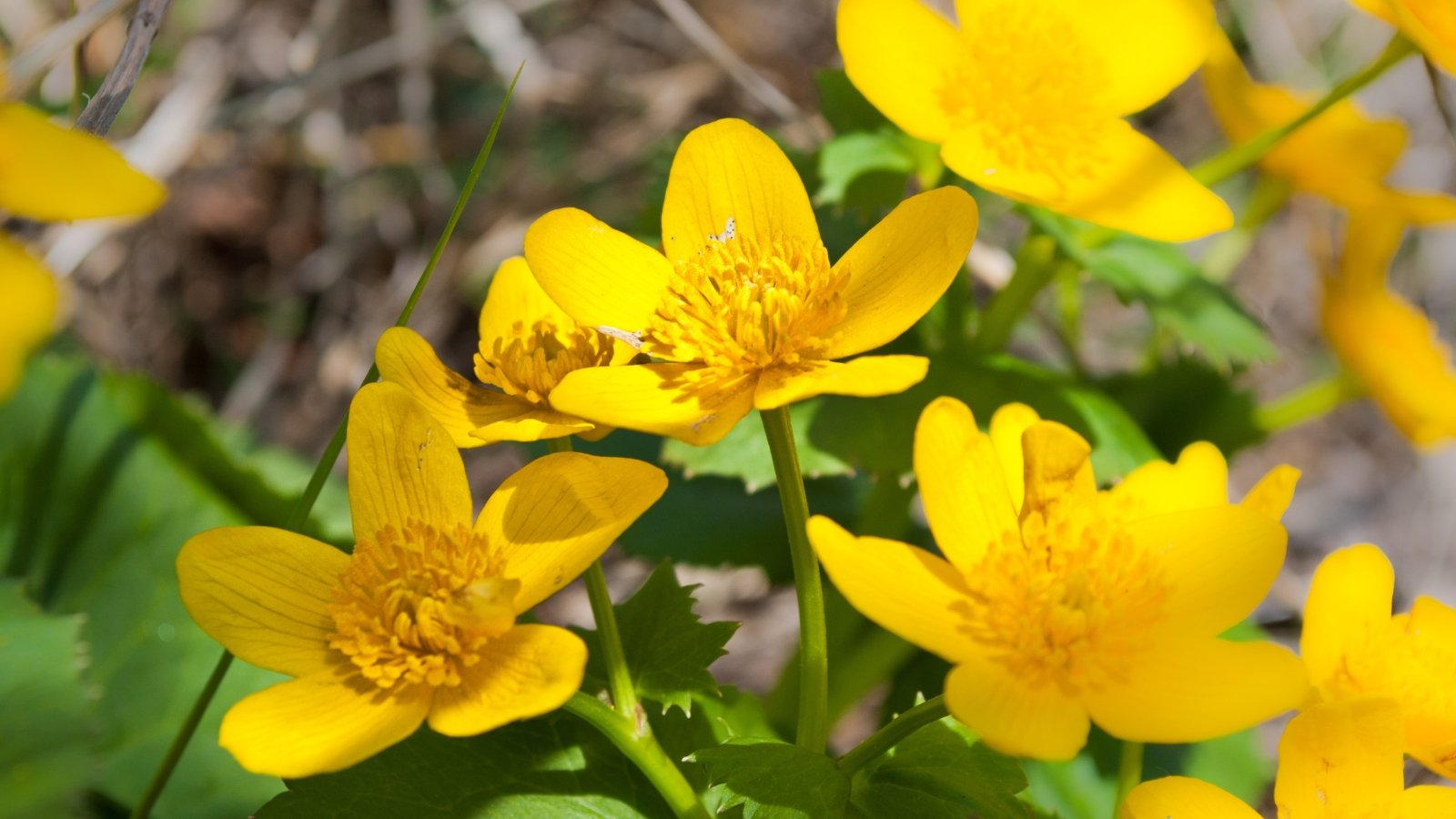 Small, bright yellow cup-shaped flowers with green ruffled collars emerge low to the ground among glossy green foliage in early spring.
