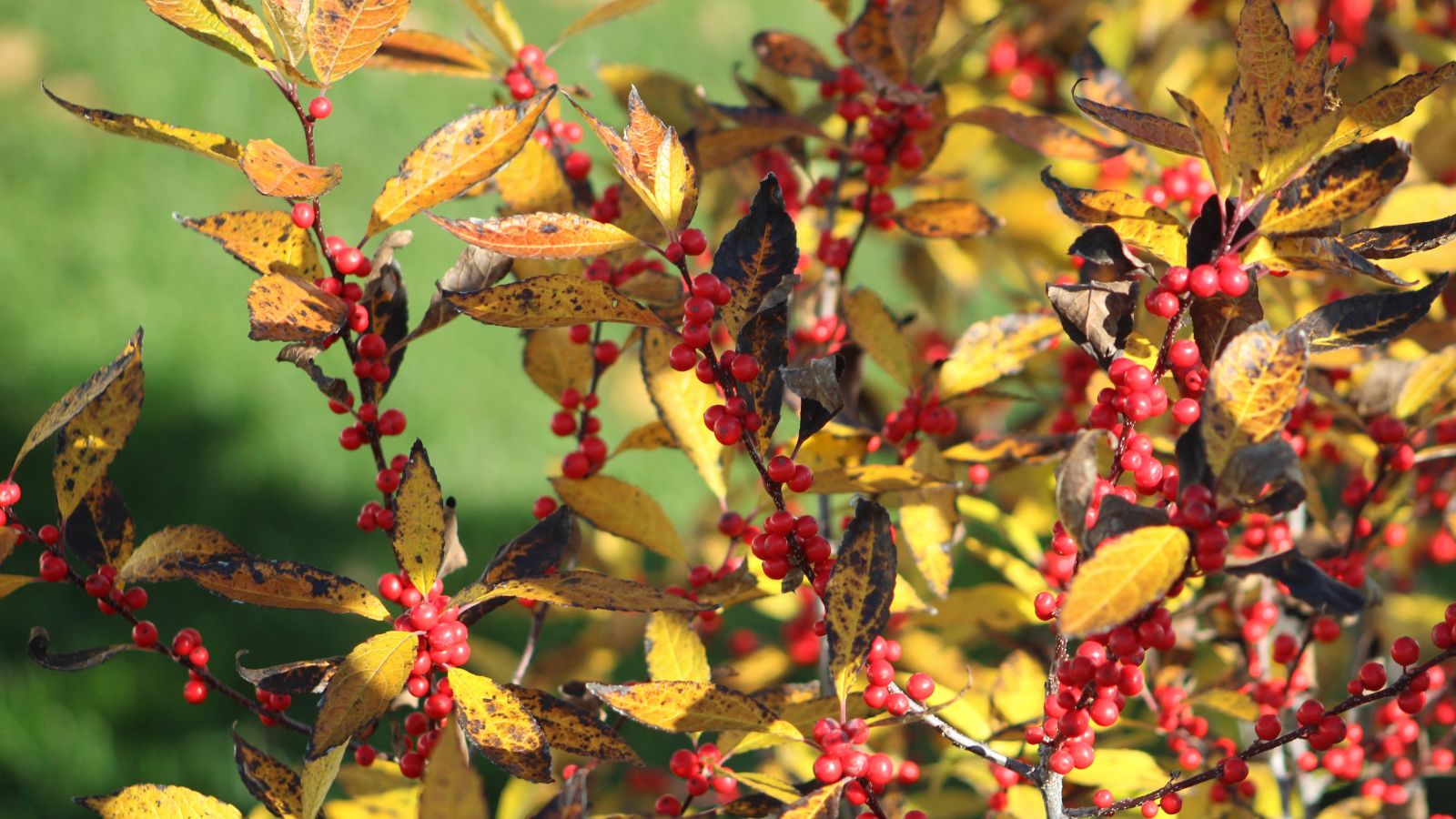 A close-up shot of a composition of drying yellow leaves on woody stems adorned with clusters of small red berried of the Winterberry Holly