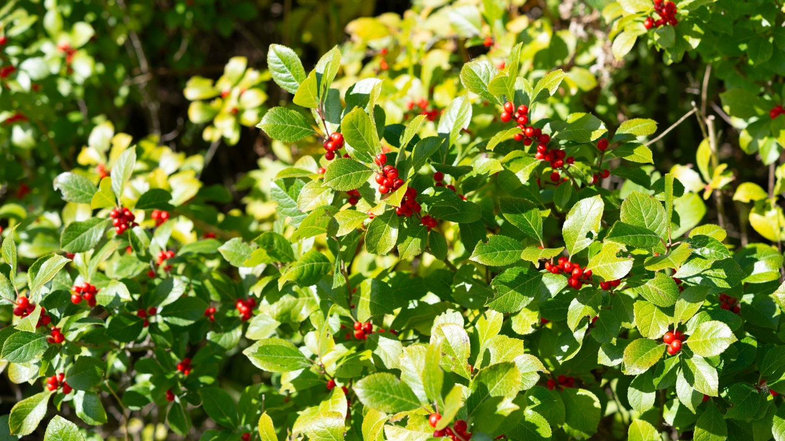 Upright branches are covered with glossy green leaves and bright red berries clustered along the stems, creating a striking display.