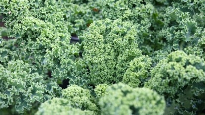 Dense clusters of upright stems are topped with tightly curled, frilly leaves in deep blue-green, creating a textured and full garden bed.