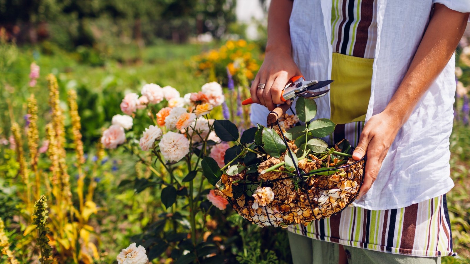 Woman with pruning shears and a basket full of trimmed, dry, faded flower heads in a sunny autumn garden with blooming roses.