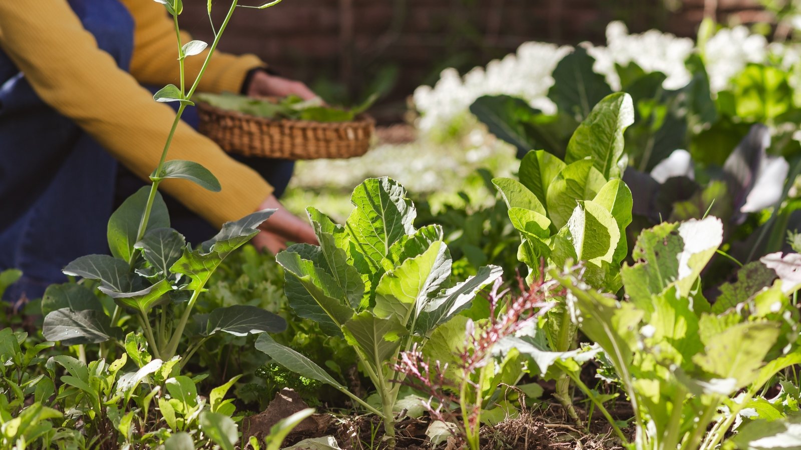 Woman gardener picking fresh green leaves from her thriving kitchen vegetable garden.