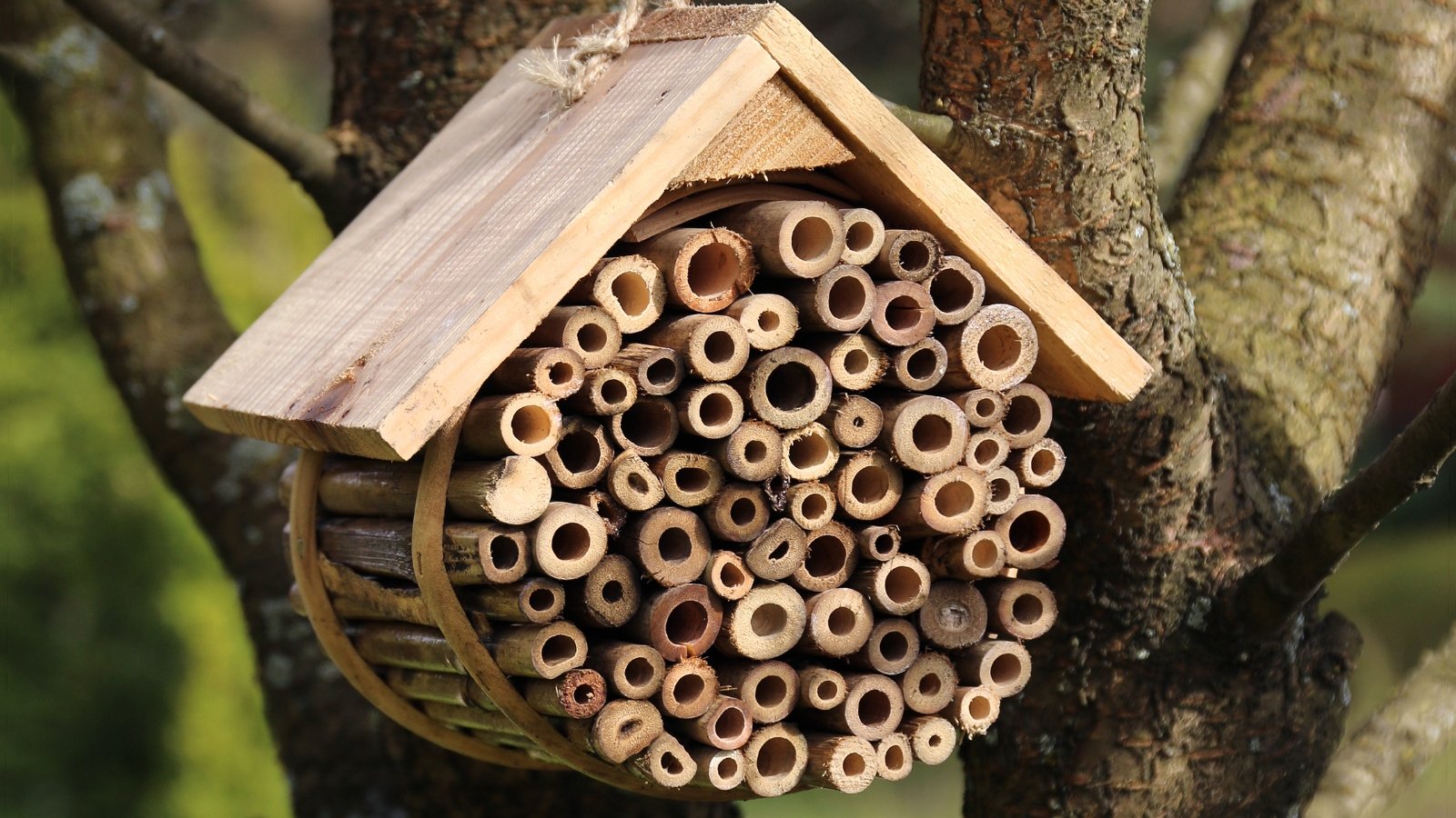 Wooden bug hotel hanging from a tree branch in the garden, filled with tunnel-like tubes and natural cavities for insects.