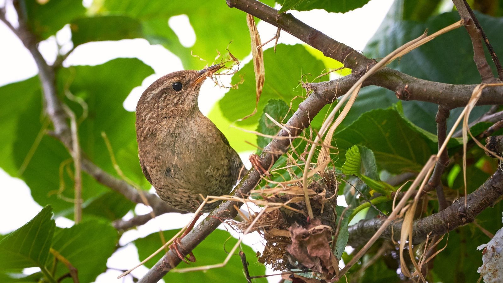 Wren with brown, streaked feathers perches on a tall tree branch, holding a dry plant in its beak while gathering materials for a nest.