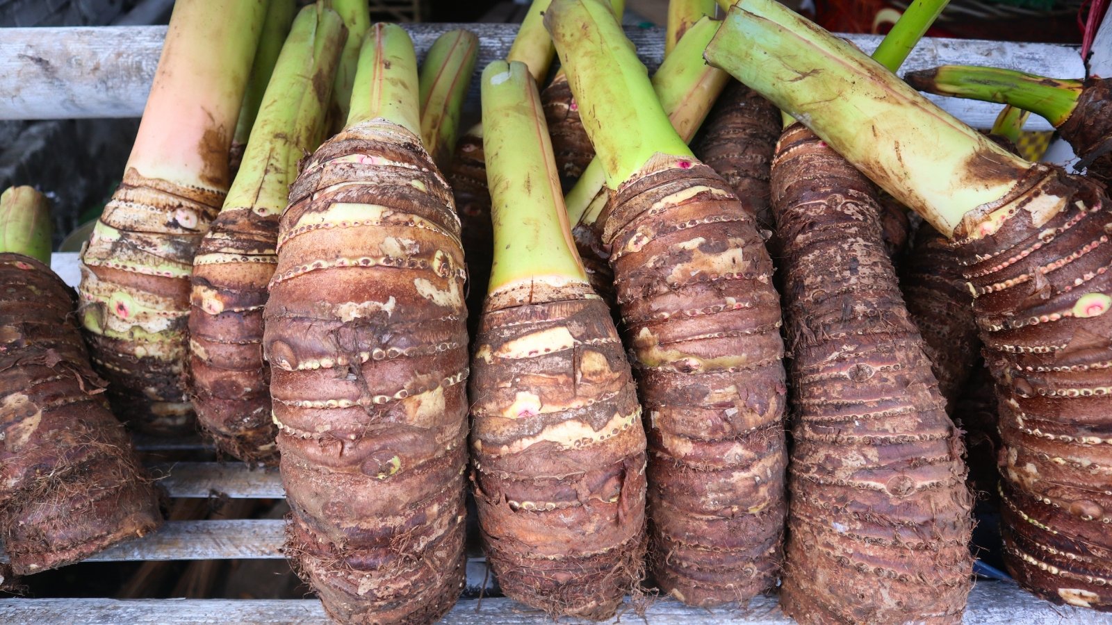 A close-up of several elongated, thick, brown-skinned corms with rough, ridged texture, topped by remnants of thick, pale green stalks.