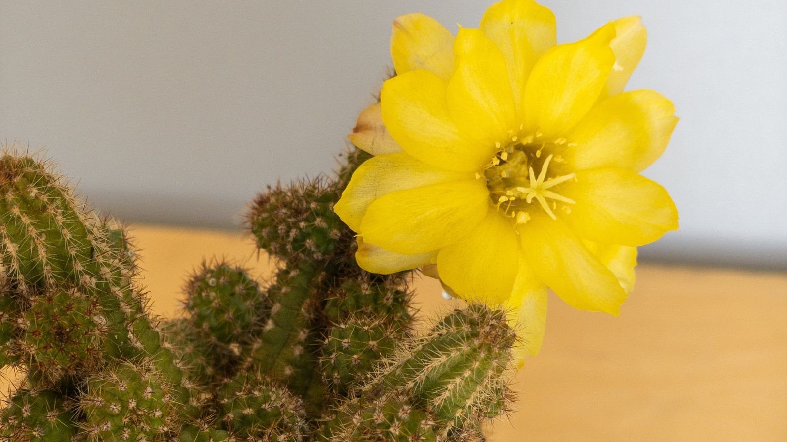 A close-up shot of a small delicate, yellow colored flower of the Yellow Bird variety of succulent