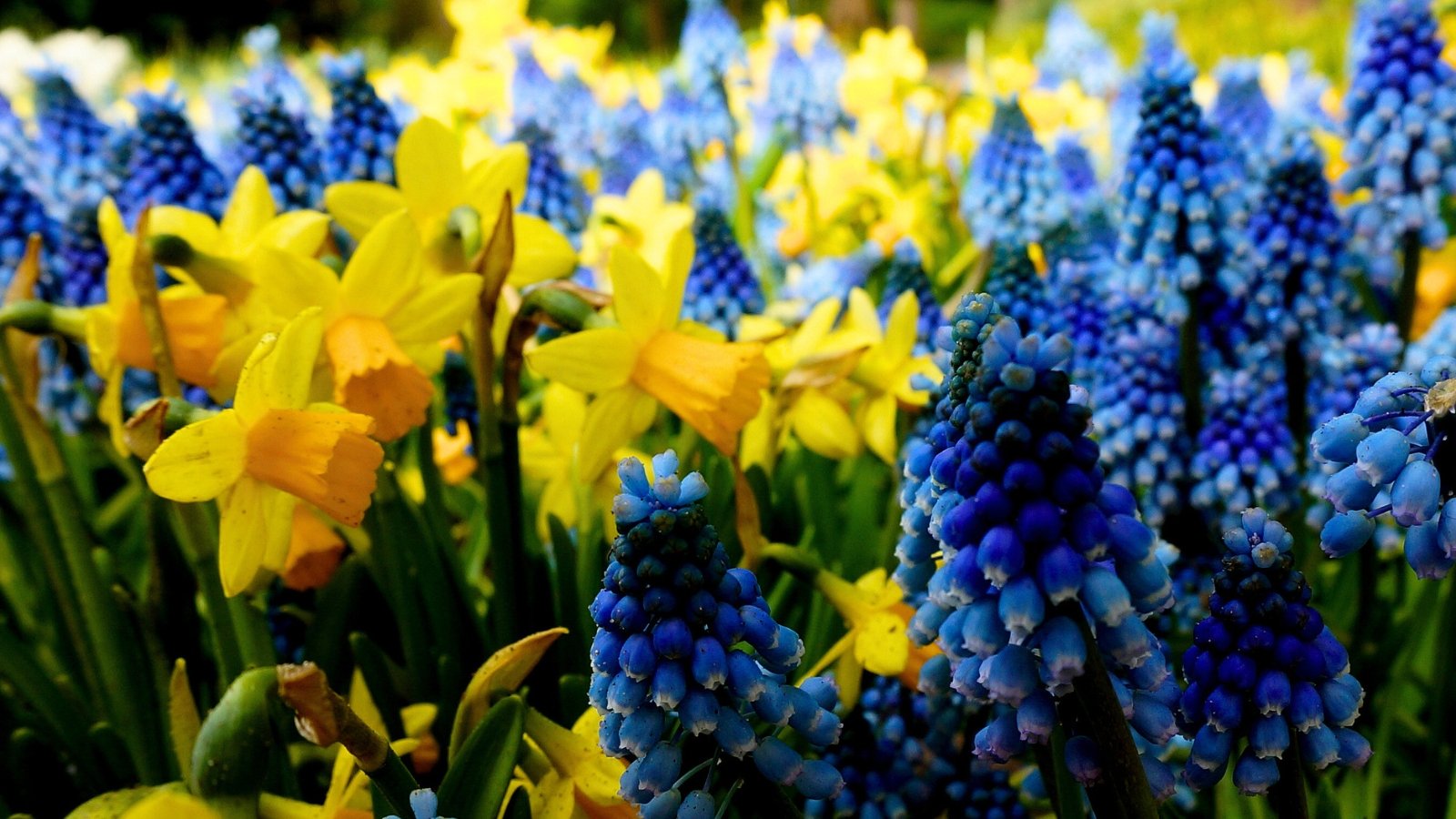 A thick patch of small, bell-shaped blue blossoms with white tips is mixed with bright yellow flowers that have long petals and trumpet-like centers.