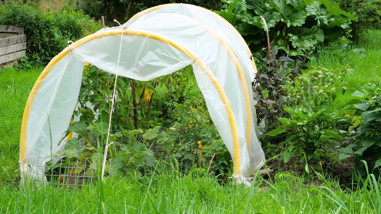 Yellow hoop frames covered with translucent greenhouse plastic shelter ripening tomato plants, their green foliage and developing fruits visible inside, in a garden setting.