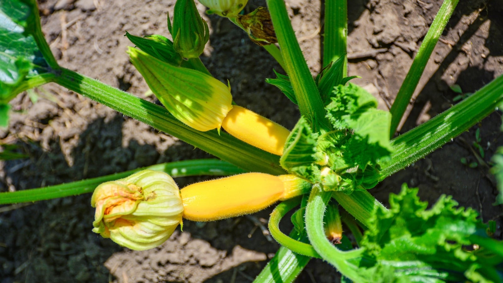 Broad, green leaves and sturdy stems surround bright yellow zucchini fruits under full sunlight.