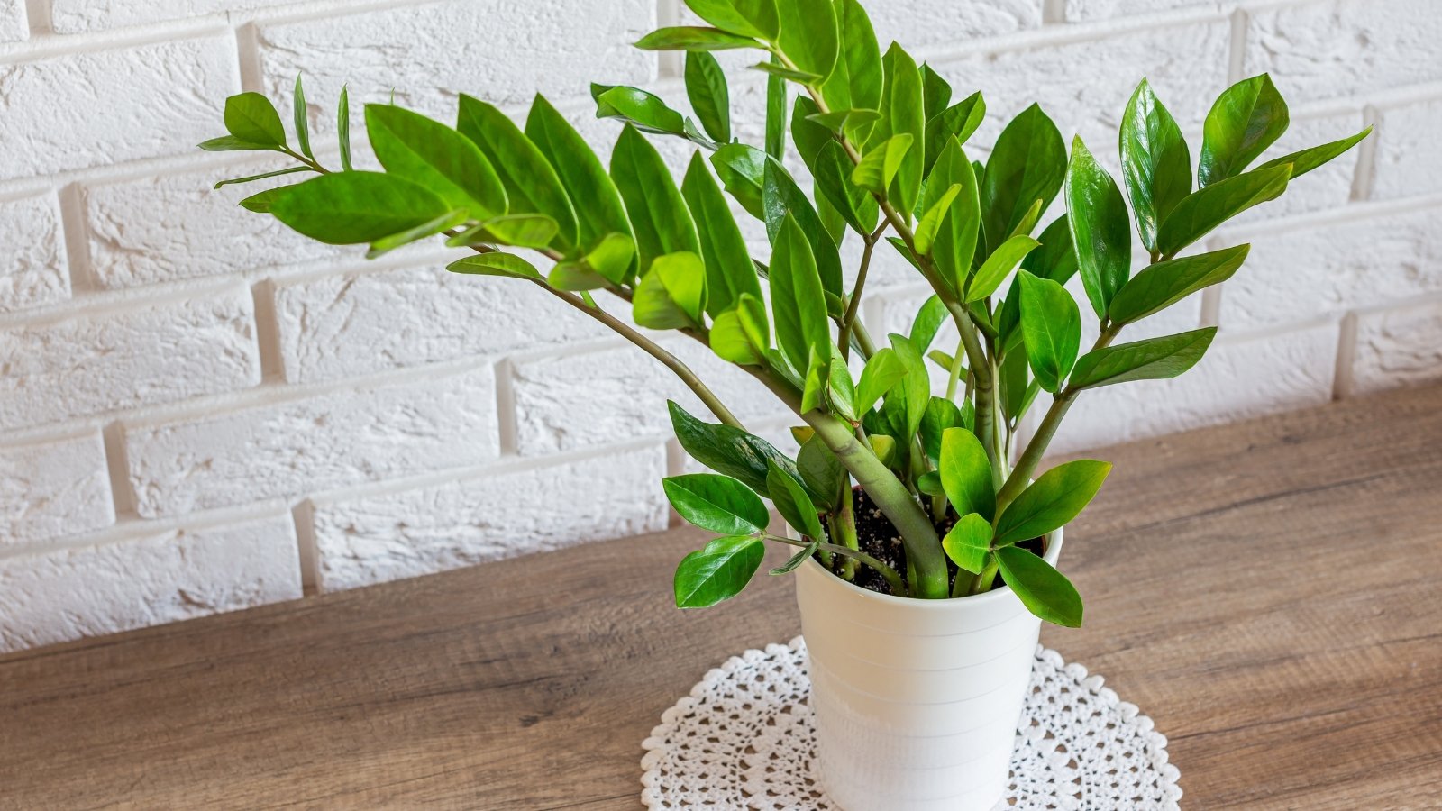 Plant with thick, glossy, dark green oval leaflets arranged along upright, fleshy stems in a white pot on a wooden table.