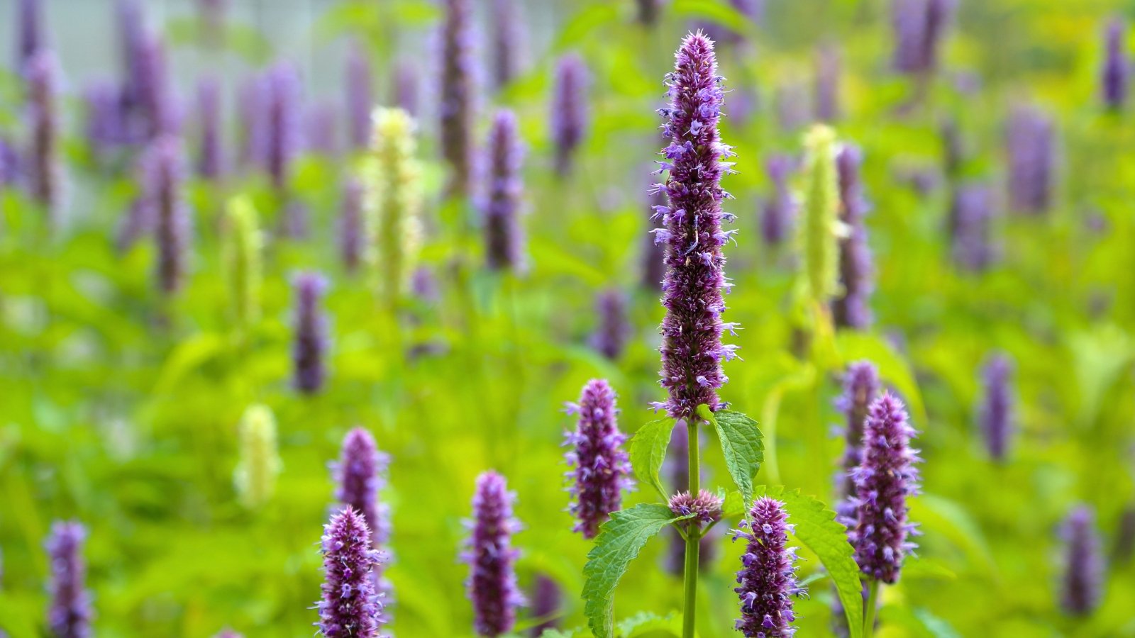 A field of tall, upright spikes of small, fuzzy lavender-purple florets rising above bright green leaves.