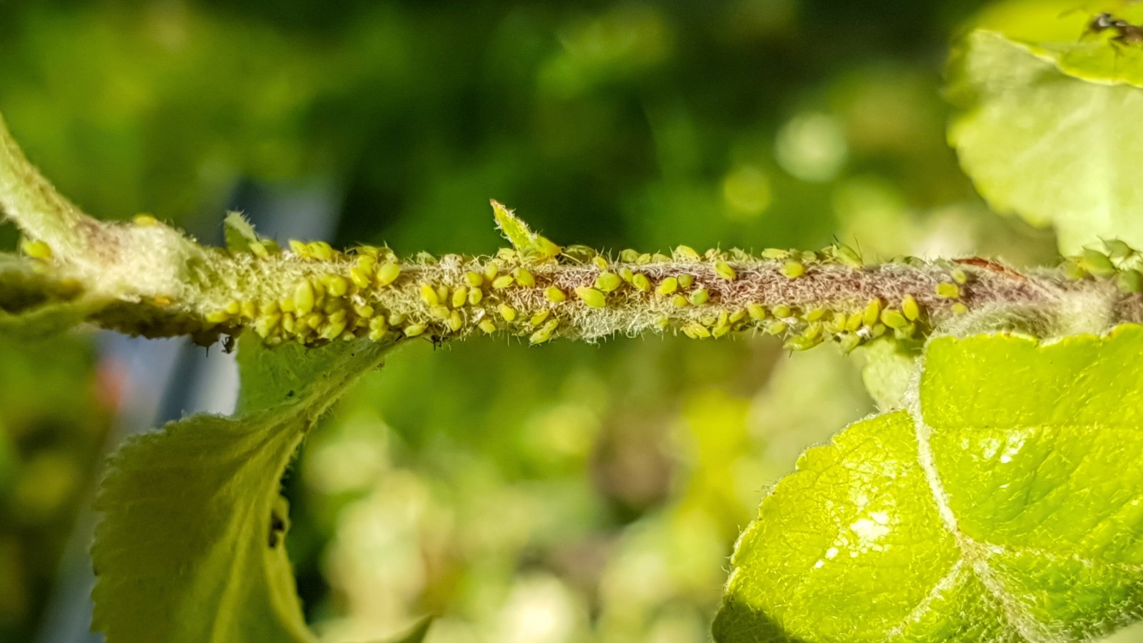Close-up of a green stem and leaves in a fall garden, densely infested with small green aphids along the stem.