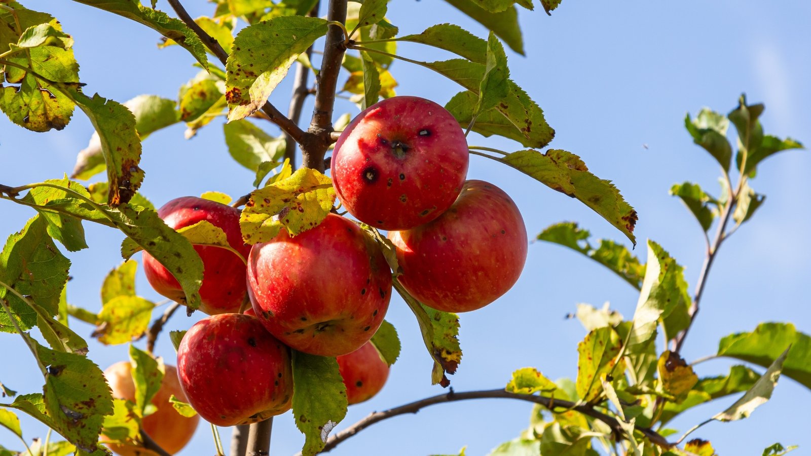 Close-up of apple tree branches with spotted, curled diseased leaves and fruits showing dark, scabby lesions from fungal infection.