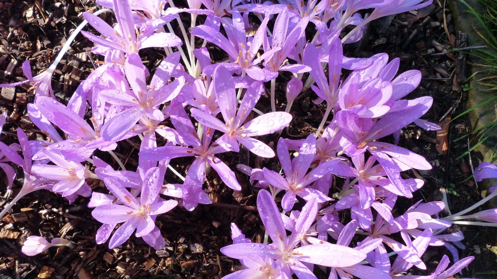 Pale violet flowers with long petals bloom on bare stalks, basking in warm autumn light.
