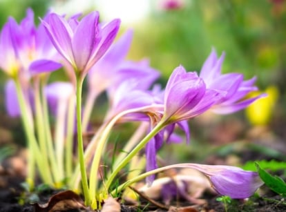 Pale purple, goblet-shaped autumn crocus flowers with bright yellow centers bloom on bare, leafless stems, standing tall in the sunny garden.