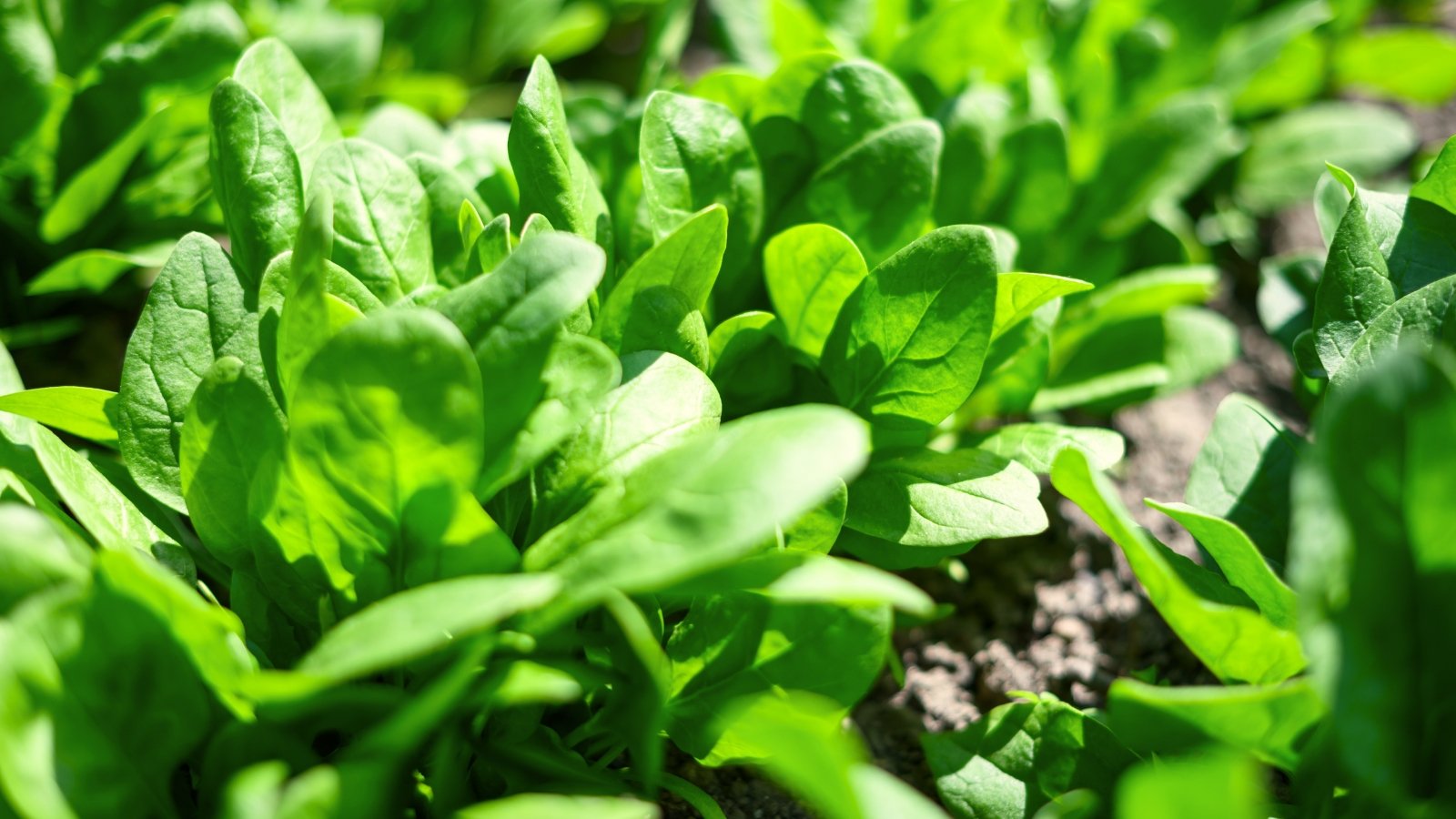 Close-up of tender, small, dark green leaves with slightly crinkled surfaces growing densely in a sunny garden bed.