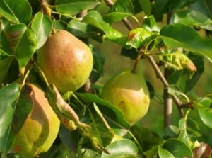 A Bartlett pear tree displays clusters of ripe, greenish-yellow, bell-shaped fruits with a slight blush hanging among lush green leaves on its branches.