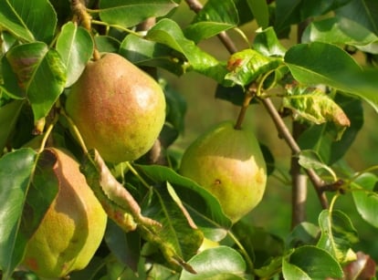 A Bartlett pear tree displays clusters of ripe, greenish-yellow, bell-shaped fruits with a slight blush hanging among lush green leaves on its branches.