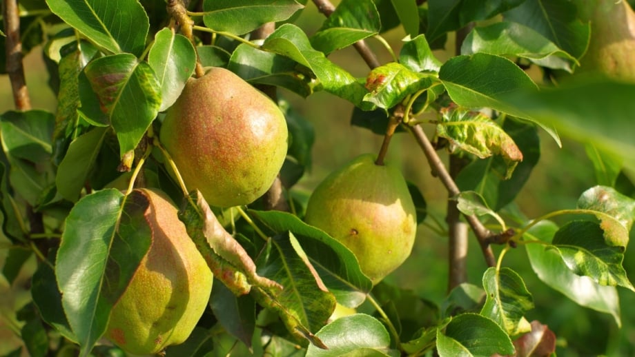 A Bartlett pear tree displays clusters of ripe, greenish-yellow, bell-shaped fruits with a slight blush hanging among lush green leaves on its branches.