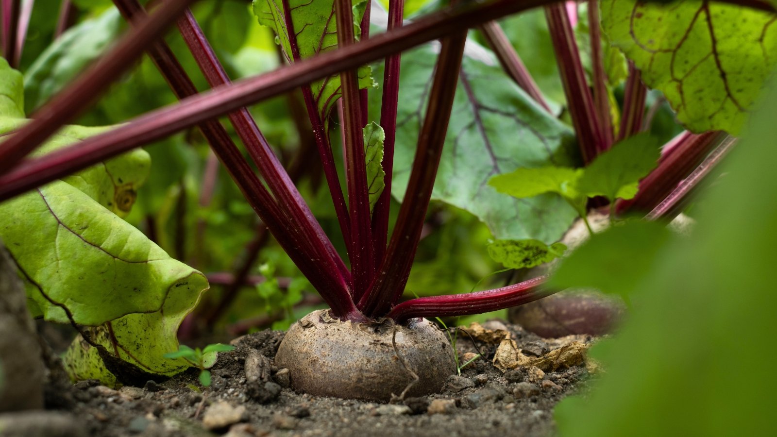 A reddish-purple root bulb with a textured surface protruding from the soil, topped by thick, deep red stems and large green leaves.