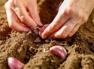 Close-up of a woman’s hands planting pinkish garlic cloves in loose soil, a simple step for beginner garlic planting in the garden.