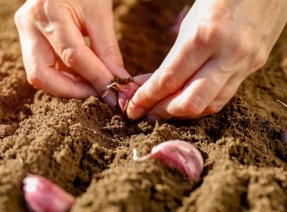 Close-up of a woman’s hands planting pinkish garlic cloves in loose soil, a simple step for beginner garlic planting in the garden.