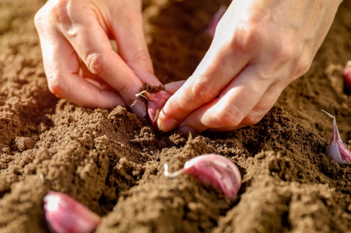 Close-up of a woman’s hands planting pinkish garlic cloves in loose soil, a simple step for beginner garlic planting in the garden.