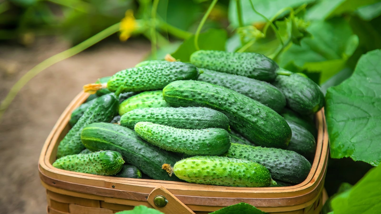 A large wicker basket is filled with freshly picked oblong bitter cucumbers with green, bumpy skin, resting among lush green garden foliage.