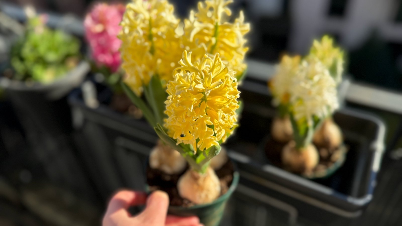 A gardener’s hand holds a black plastic pot of blooming yellow hyacinths, with additional hyacinths in hanging pots visible in the balcony background.