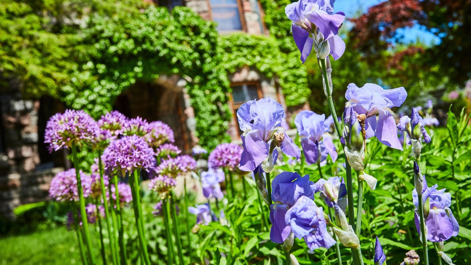 Tall blue irises with sword-shaped leaves bloom alongside globe-shaped clusters of purple alliums, creating a striking contrast in the sunny flowerbed.