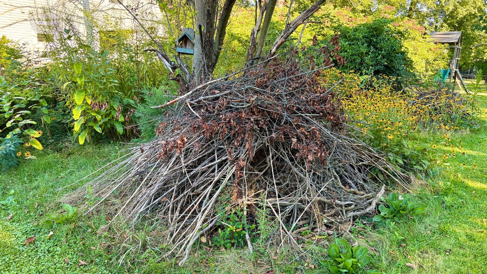 A stacked brush pile of branches and twigs in a suburban backyard among various native plants, providing shelter for local wildlife.